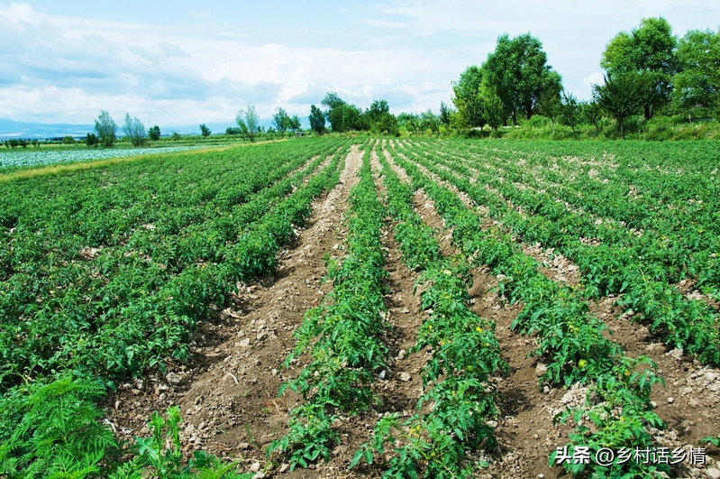 秋葵的种植方法 时间