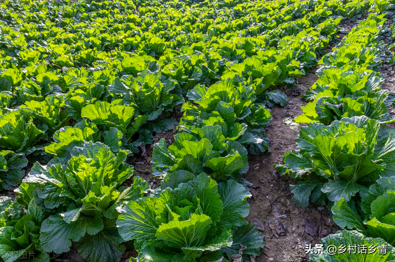 秋葵的种植方法 时间
