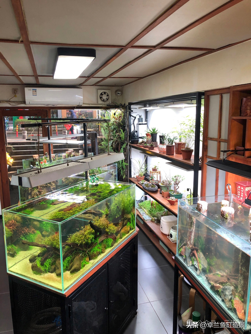 水族箱水草养殖方法