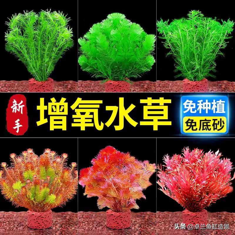 水族箱水草养殖方法