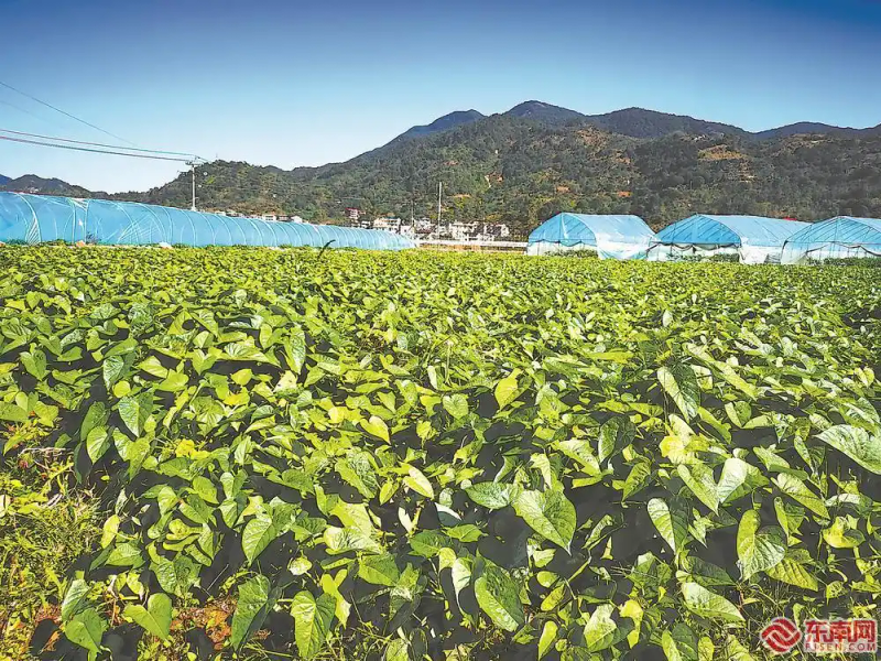 Potato cultivation methods