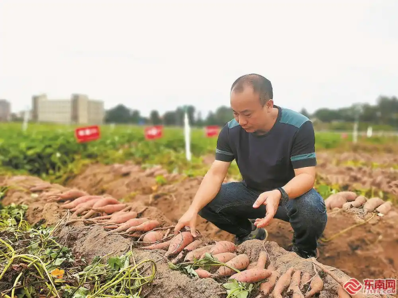 Potato cultivation methods