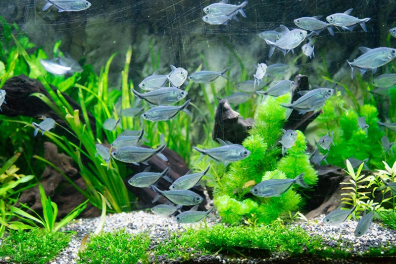 Aquator hydrograss farming methods