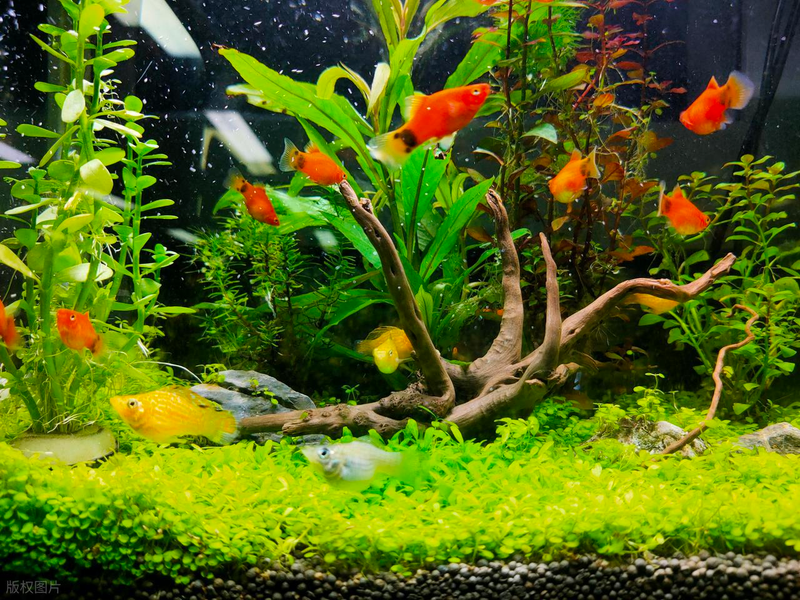 Aquator hydrograss farming methods