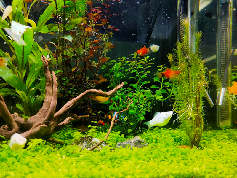 Aquator hydrograss farming methods