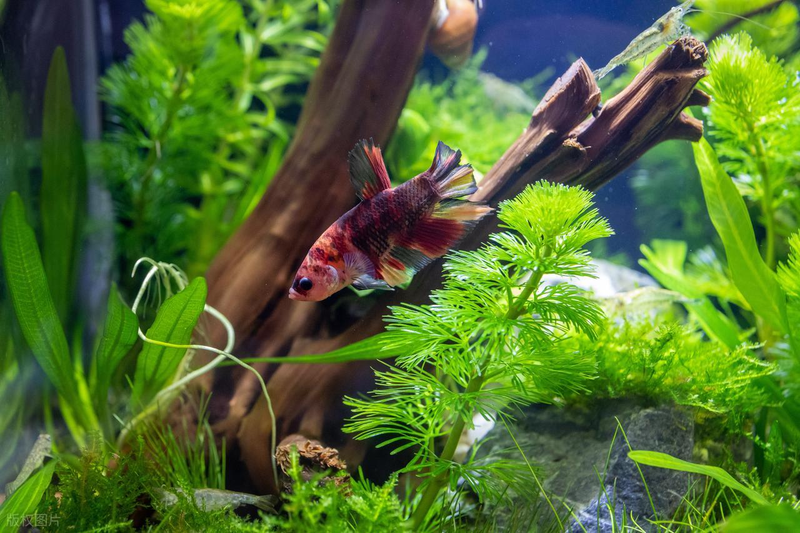 Aquator hydrograss farming methods