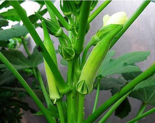 Autumn planting methods time