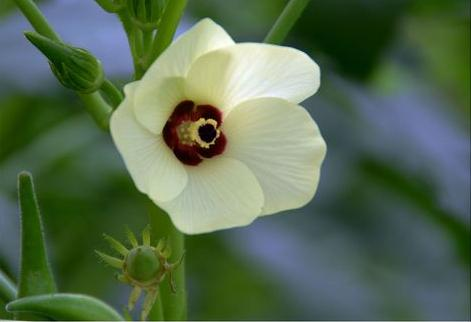 Autumn planting methods time