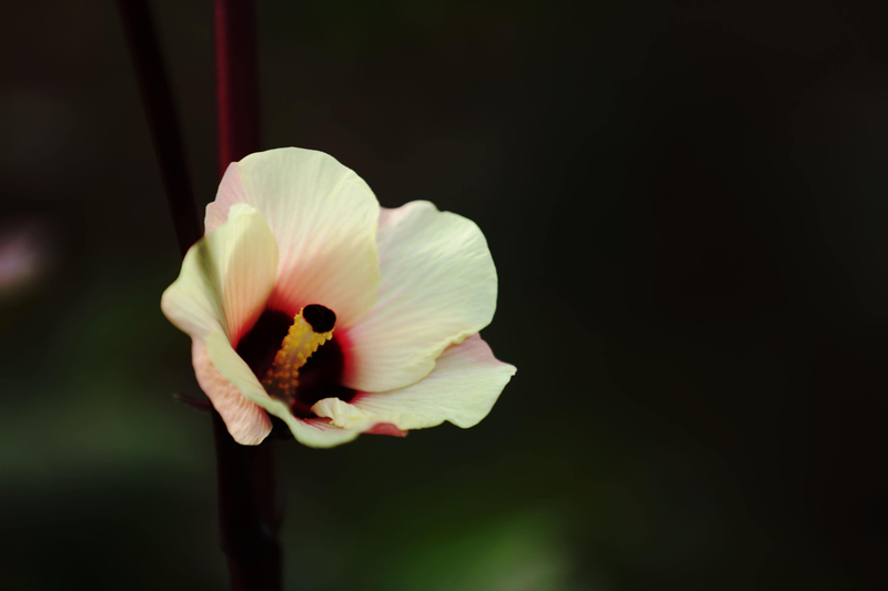Autumn planting methods time