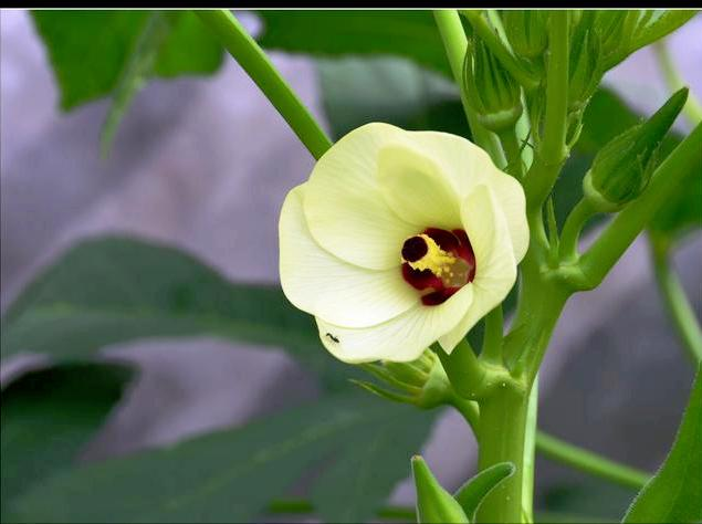 Autumn planting methods time