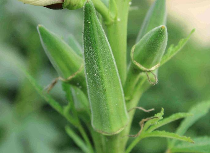 Autumn planting methods time