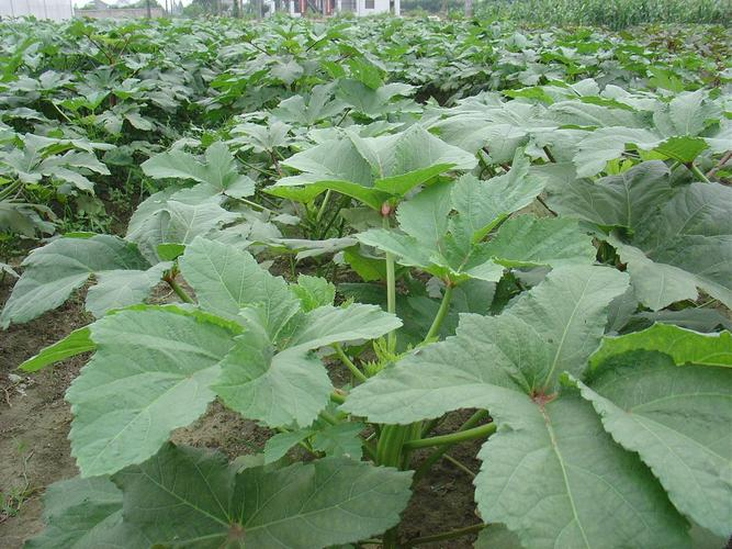 Autumn planting methods time