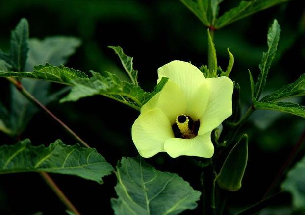 Autumn planting methods time