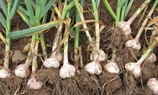 大蒜怎么种植方法视频