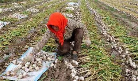 大蒜怎么种植方法视频