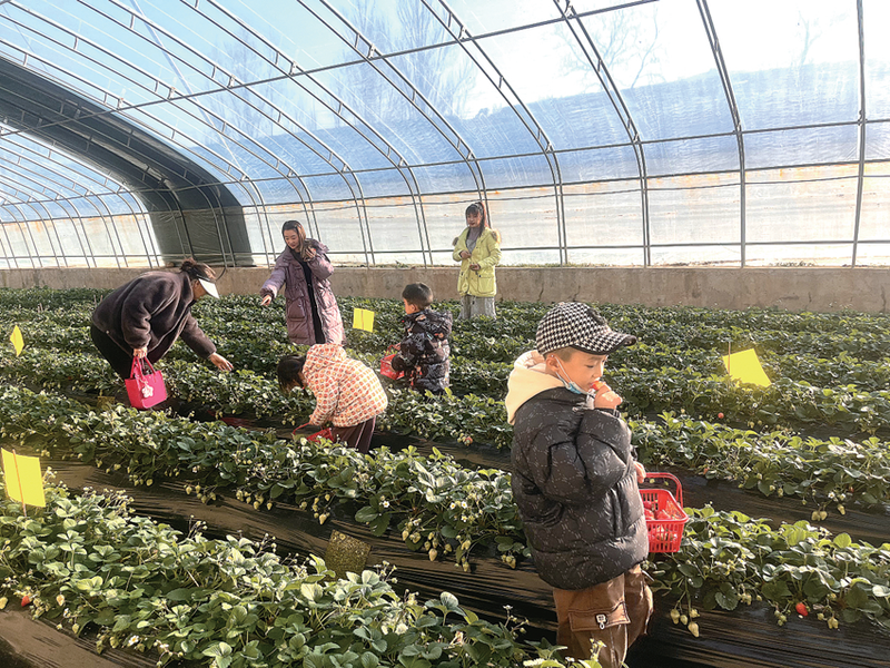 大棚草莓苗种植方法