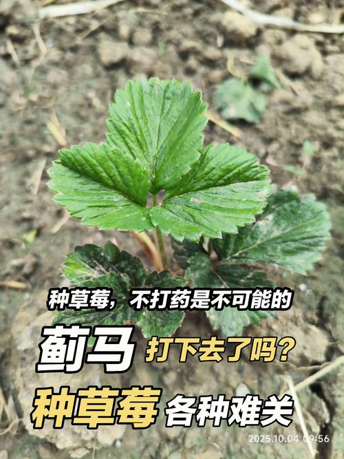 大棚草莓苗种植方法