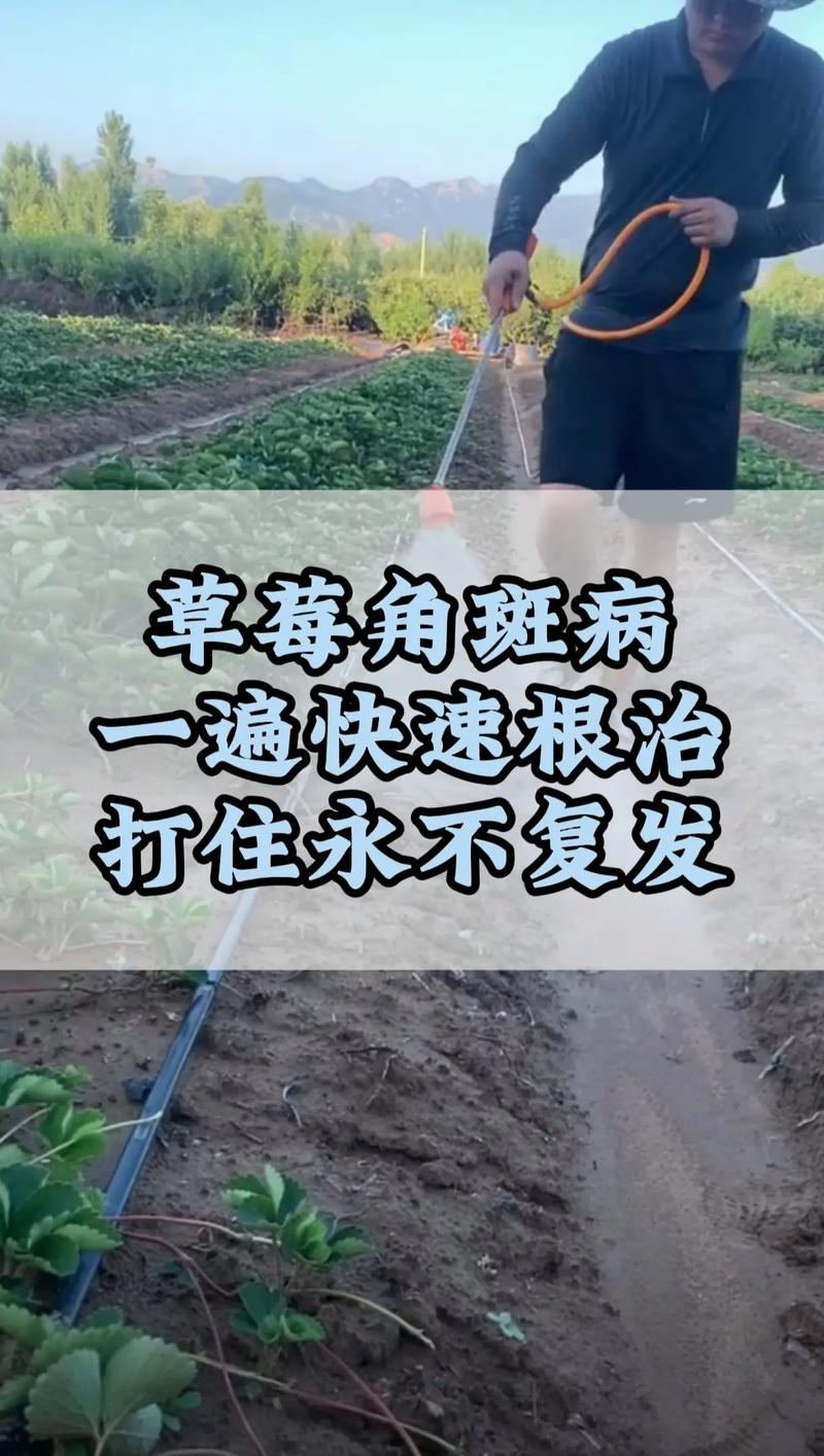 大棚草莓苗种植方法