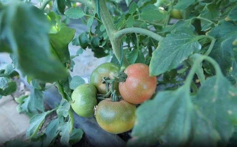 大棚草莓苗种植方法