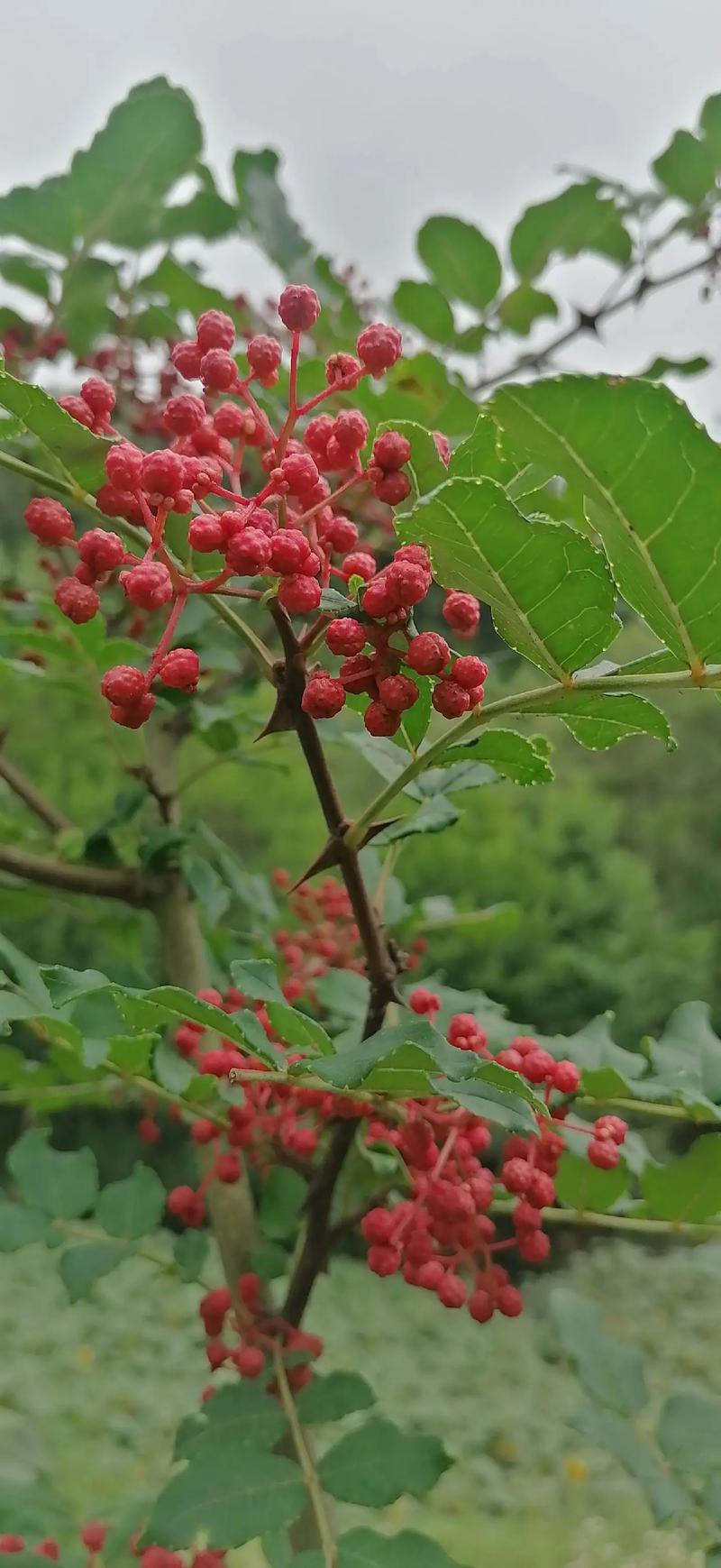 Plantation techniques for the precipice slopes