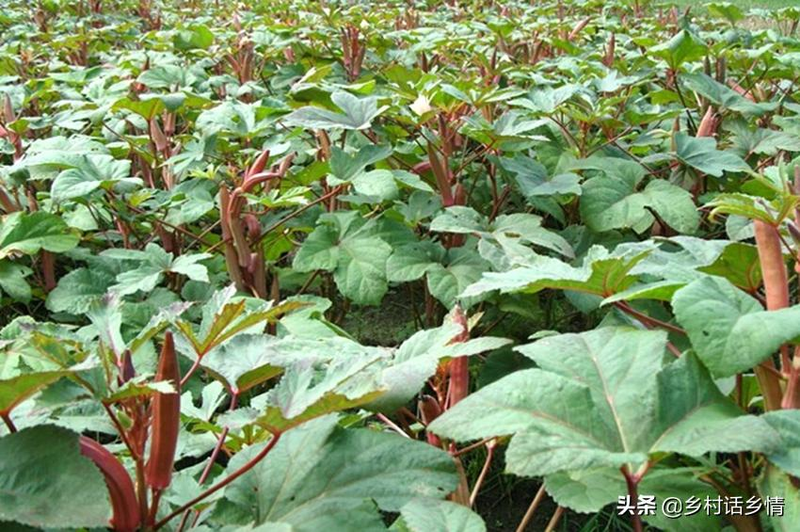 秋葵的种植方法 时间