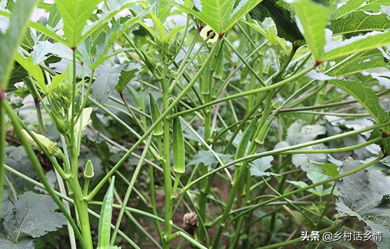 秋葵的种植方法 时间