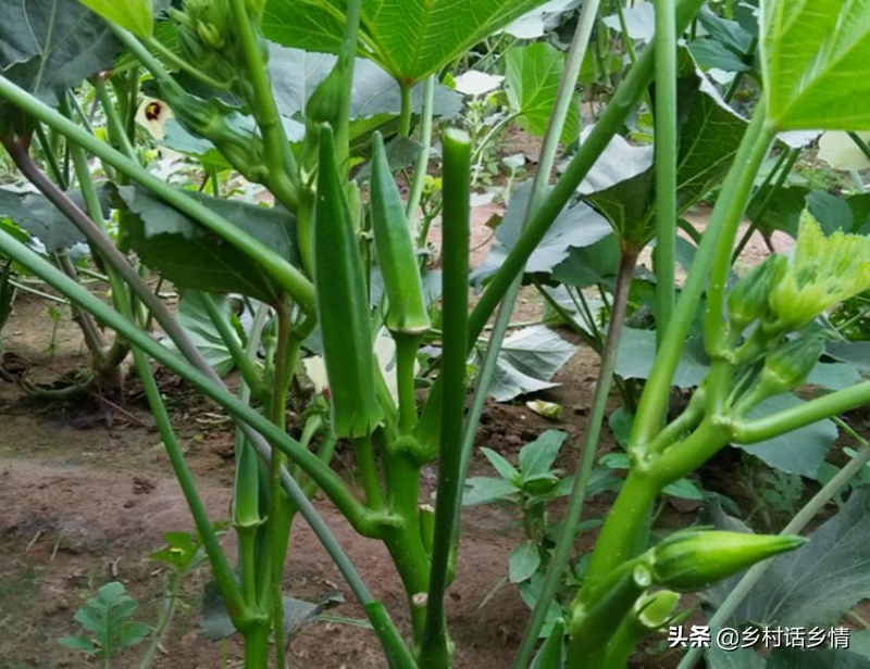 秋葵的种植方法 时间