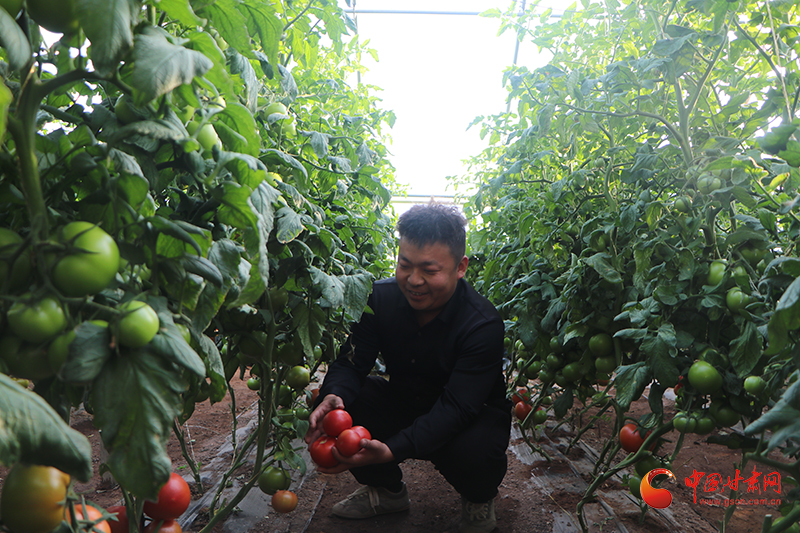 大棚蔬菜种植技术芹菜