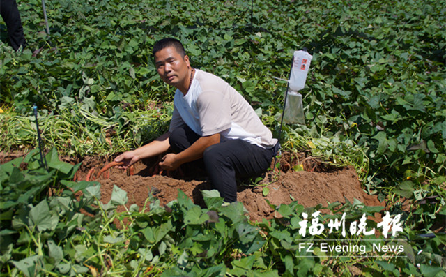 番薯种植方法