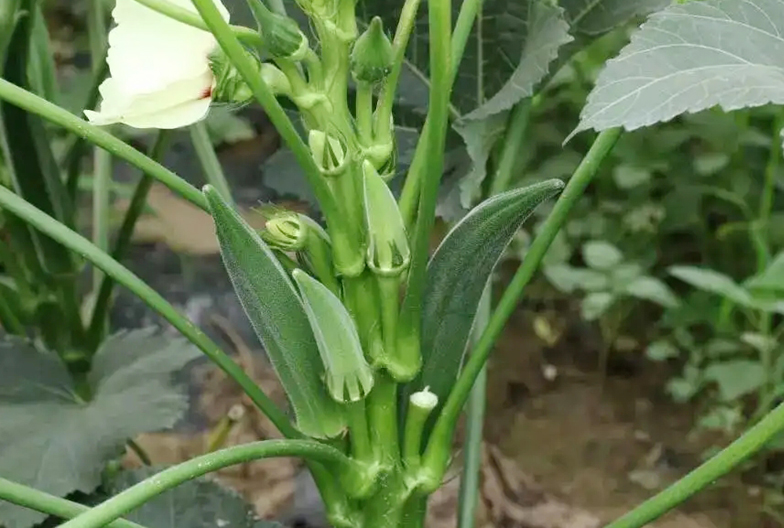 秋葵的种植方法 时间