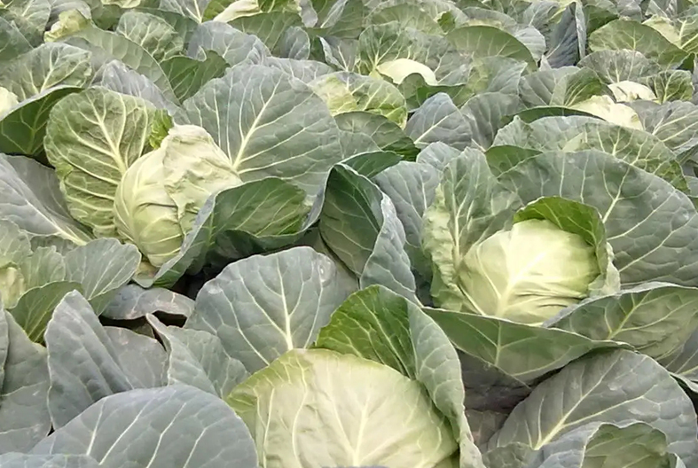 秋葵的种植方法 时间