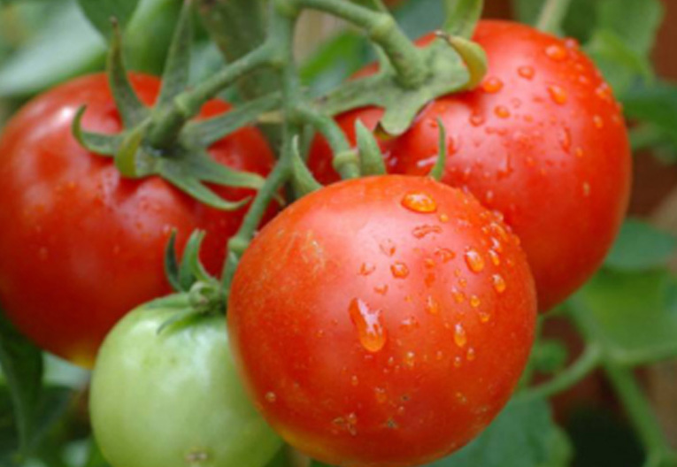 秋葵的种植方法 时间