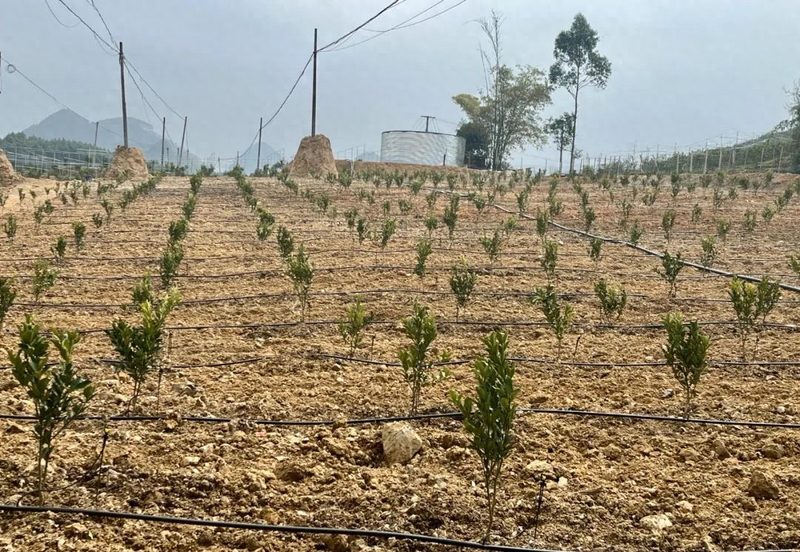 Orange growing technology in august
