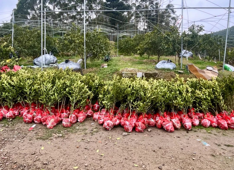 Orange growing technology in august