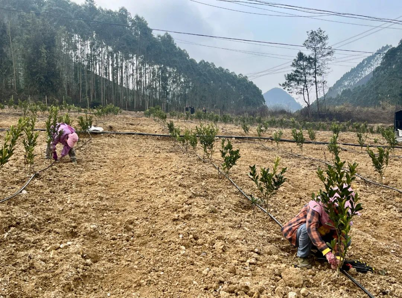 Orange growing technology in august