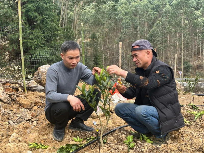 Orange growing technology in august