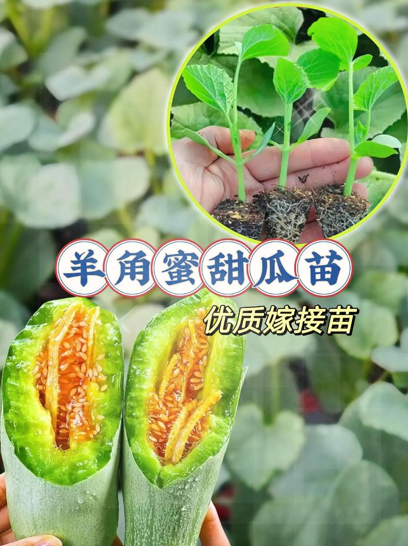 春季大棚种植技术
