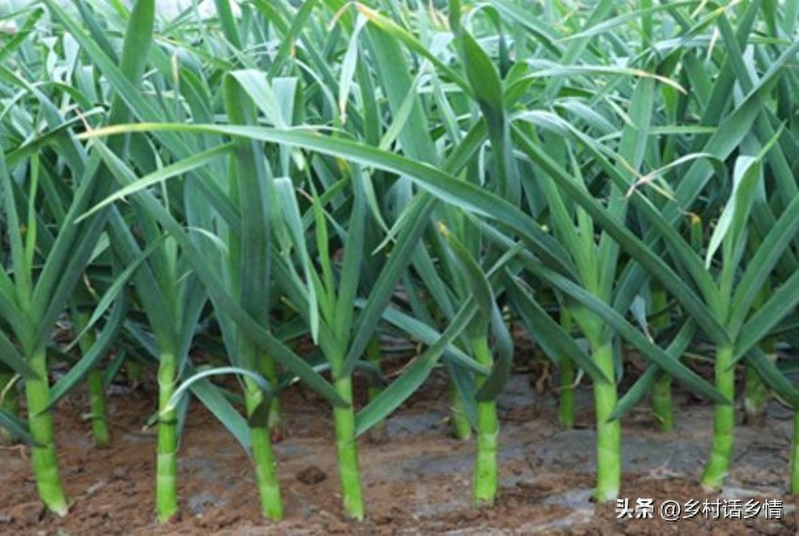 The way the pelvis is grown