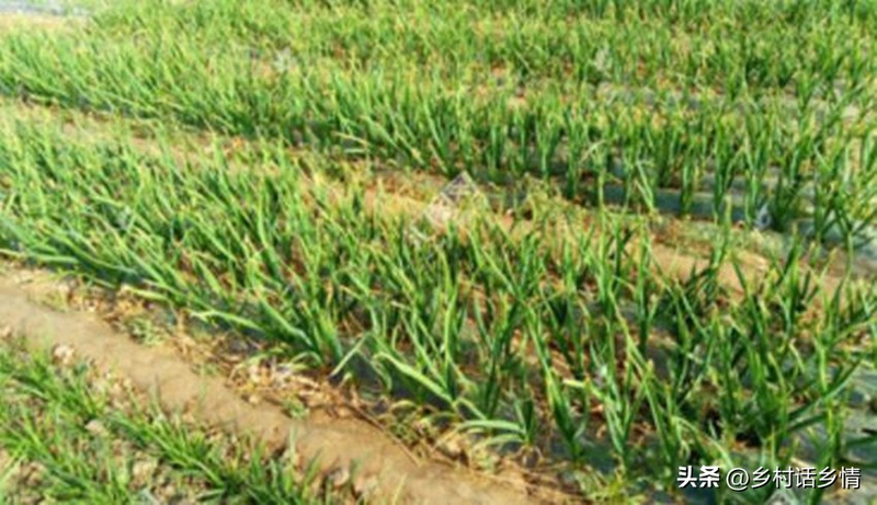 The way the pelvis is grown