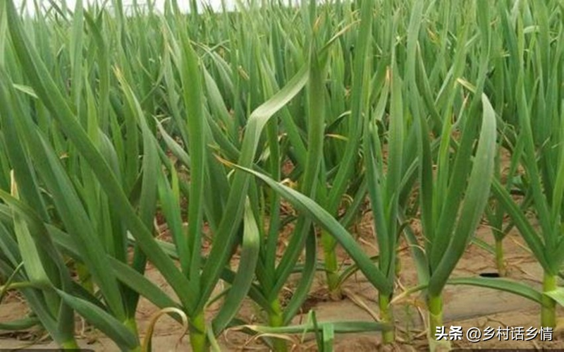 The way the pelvis is grown