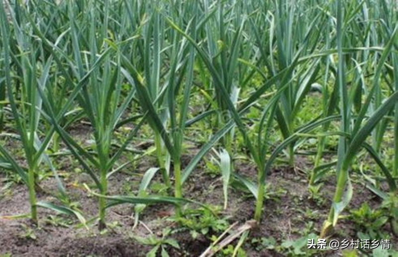 The way the pelvis is grown