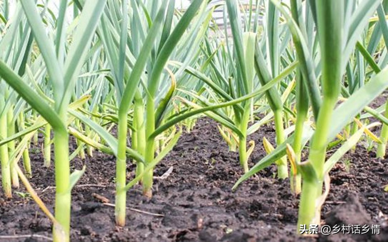 The way the pelvis is grown