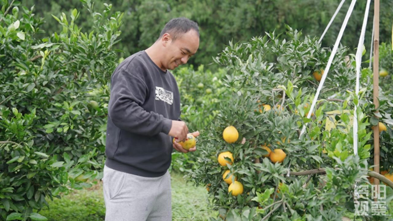 八月桔种植技术