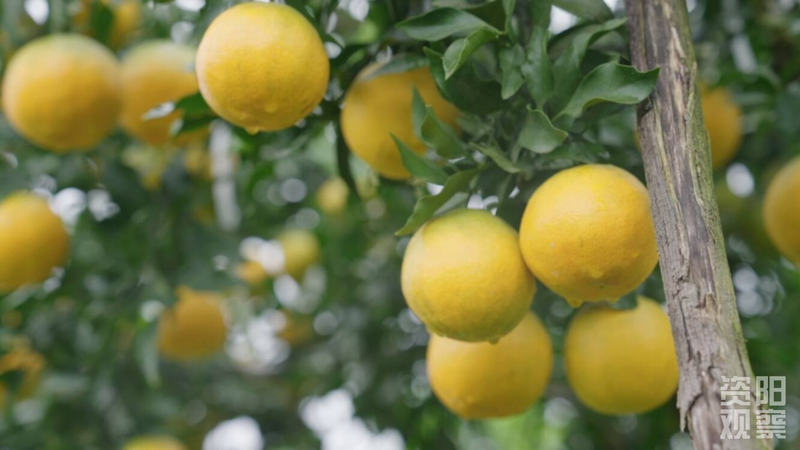 八月桔种植技术