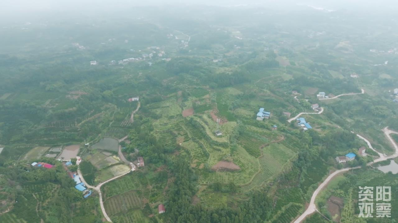 八月桔种植技术