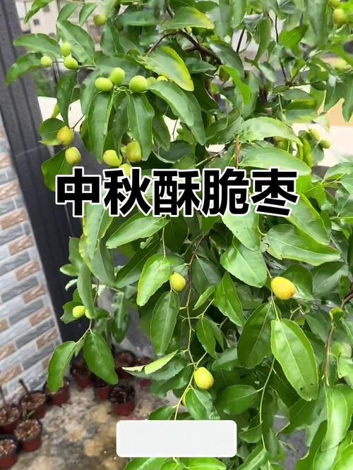 脆枣的种植技术