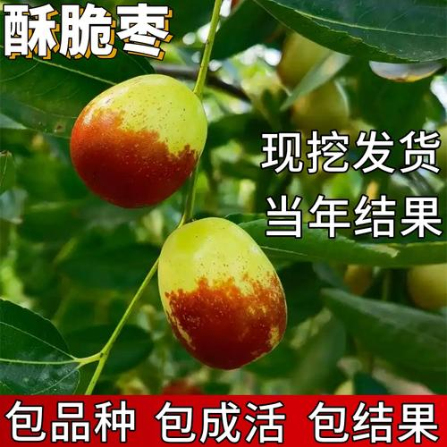 脆枣的种植技术