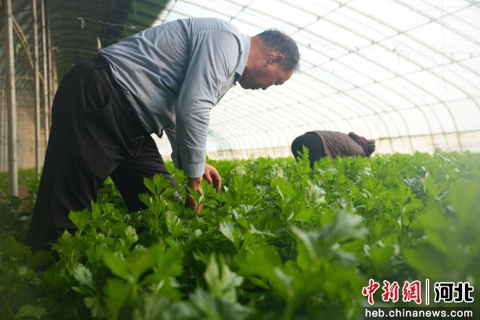 大棚蔬菜种植技术芹菜