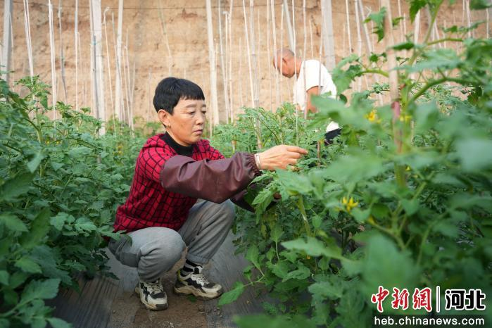 大棚蔬菜种植技术芹菜