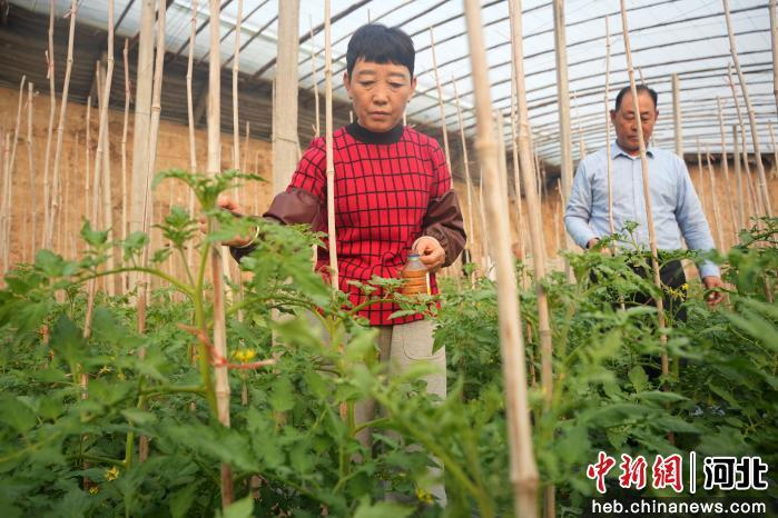 大棚蔬菜种植技术芹菜